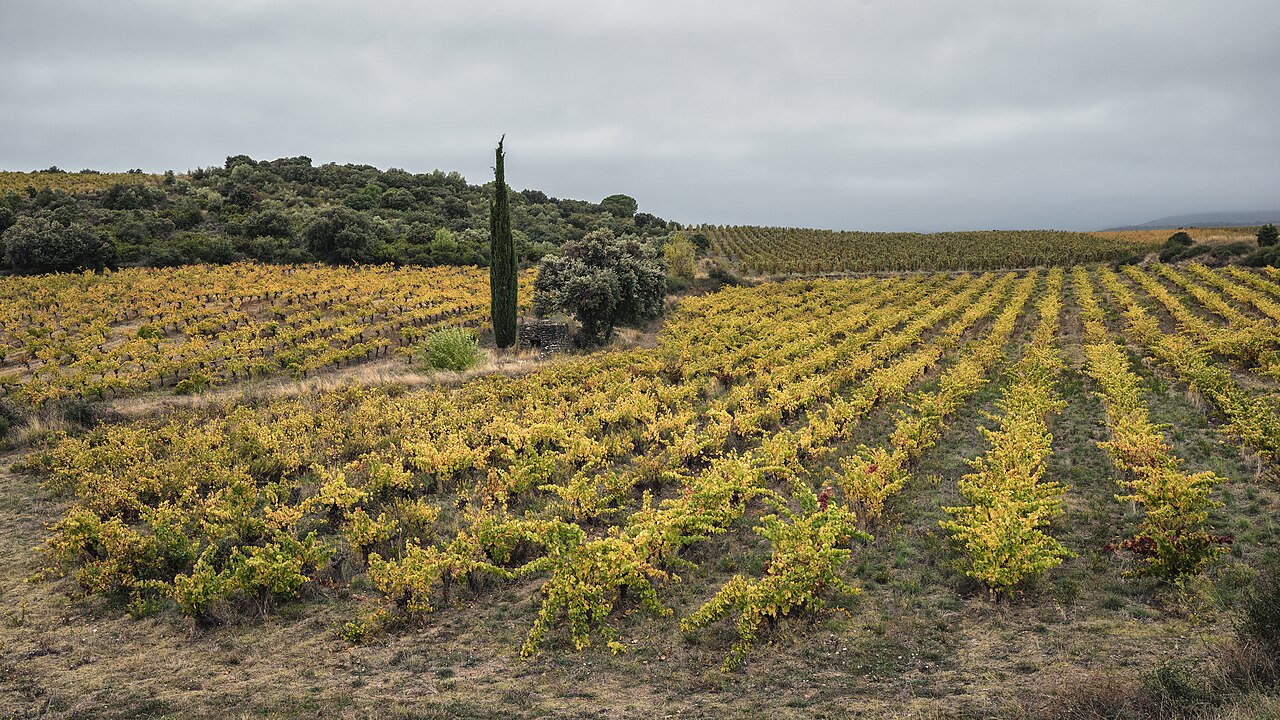 Expansive green vineyard landscape in Cabrerolles